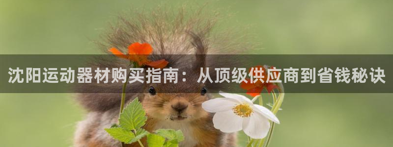海南意昂体育3：沈阳运动器材购买指南：从顶级供应商到